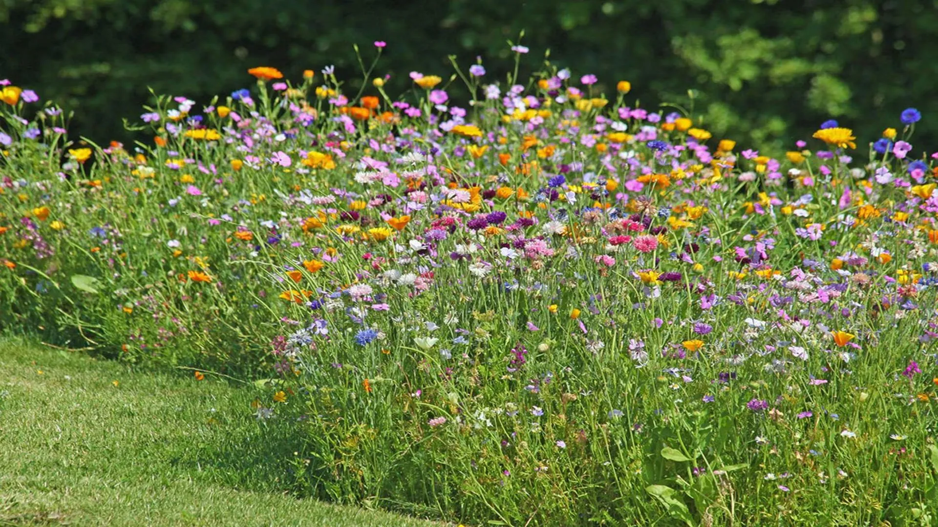 Nachhaltigkeit im Bäckergut - Wildblumenwiese